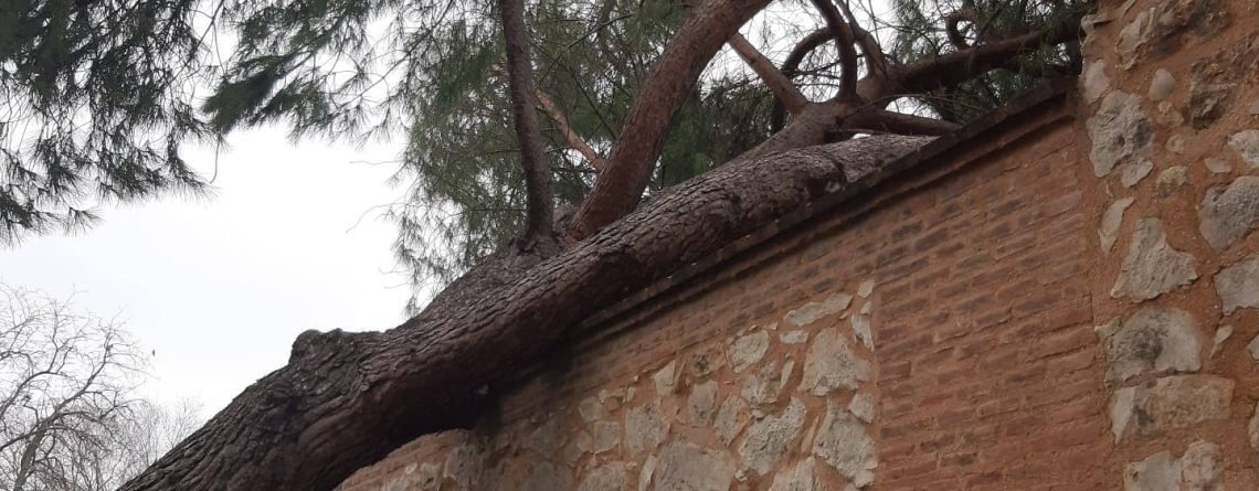 Árbol caído por Filomena